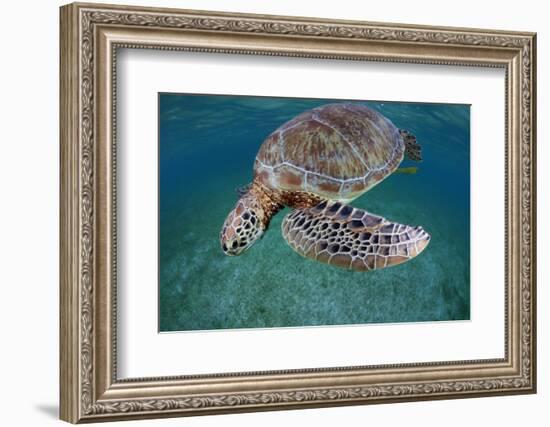 Green Turtle (Chelonia Mydas) Akumal, Caribbean Sea, Mexico, January. Endangered Species-Claudio Contreras-Framed Photographic Print