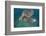 Green Turtle (Chelonia Mydas) Akumal, Caribbean Sea, Mexico, January. Endangered Species-Claudio Contreras-Framed Photographic Print