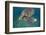 Green Turtle (Chelonia Mydas) Akumal, Caribbean Sea, Mexico, January. Endangered Species-Claudio Contreras-Framed Photographic Print