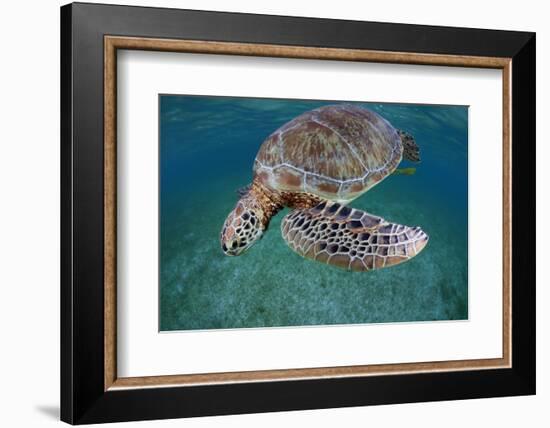 Green Turtle (Chelonia Mydas) Akumal, Caribbean Sea, Mexico, January. Endangered Species-Claudio Contreras-Framed Photographic Print