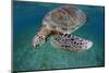 Green Turtle (Chelonia Mydas) Akumal, Caribbean Sea, Mexico, January. Endangered Species-Claudio Contreras-Mounted Photographic Print