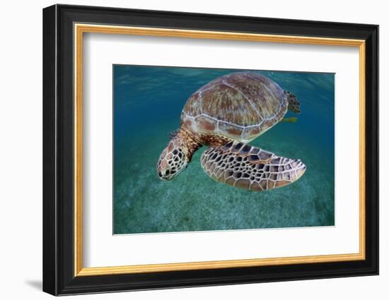 Green Turtle (Chelonia Mydas) Akumal, Caribbean Sea, Mexico, January. Endangered Species-Claudio Contreras-Framed Photographic Print