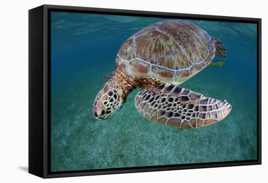 Green Turtle (Chelonia Mydas) Akumal, Caribbean Sea, Mexico, January. Endangered Species-Claudio Contreras-Framed Premier Image Canvas