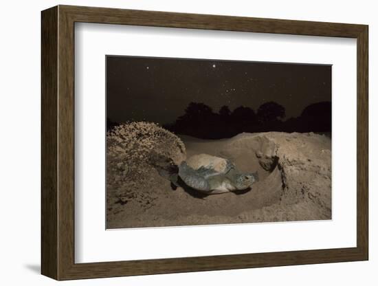 Green Turtle (Chelonia Mydas), Digging Nest. Bijagos Islands, Guinea Bissau. Endangered Species-Pedro Narra-Framed Photographic Print