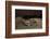 Green Turtle (Chelonia Mydas), Digging Nest. Bijagos Islands, Guinea Bissau. Endangered Species-Pedro Narra-Framed Photographic Print