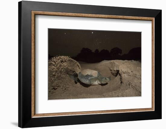 Green Turtle (Chelonia Mydas), Digging Nest. Bijagos Islands, Guinea Bissau. Endangered Species-Pedro Narra-Framed Photographic Print