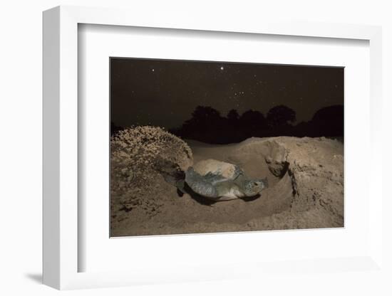 Green Turtle (Chelonia Mydas), Digging Nest. Bijagos Islands, Guinea Bissau. Endangered Species-Pedro Narra-Framed Photographic Print