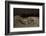 Green Turtle (Chelonia Mydas), Digging Nest. Bijagos Islands, Guinea Bissau. Endangered Species-Pedro Narra-Framed Photographic Print