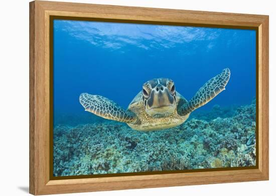 Green Turtle (Chelonia Mydas), Maui, Hawaii, USA-Reinhard Dirscherl-Framed Premier Image Canvas