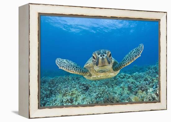 Green Turtle (Chelonia Mydas), Maui, Hawaii, USA-Reinhard Dirscherl-Framed Premier Image Canvas