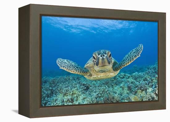 Green Turtle (Chelonia Mydas), Maui, Hawaii, USA-Reinhard Dirscherl-Framed Premier Image Canvas