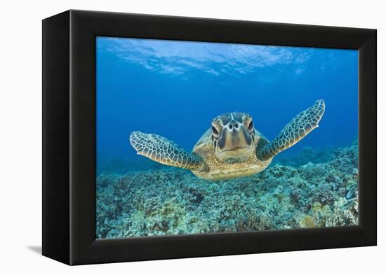 Green Turtle (Chelonia Mydas), Maui, Hawaii, USA-Reinhard Dirscherl-Framed Premier Image Canvas