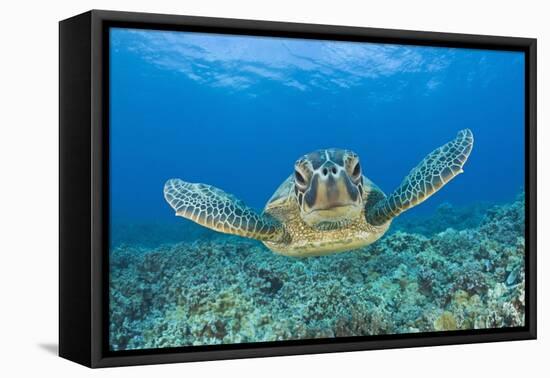 Green Turtle (Chelonia Mydas), Maui, Hawaii, USA-Reinhard Dirscherl-Framed Premier Image Canvas