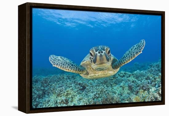 Green Turtle (Chelonia Mydas), Maui, Hawaii, USA-Reinhard Dirscherl-Framed Premier Image Canvas