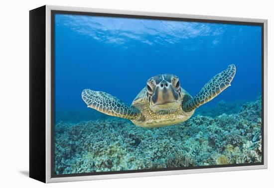 Green Turtle (Chelonia Mydas), Maui, Hawaii, USA-Reinhard Dirscherl-Framed Premier Image Canvas