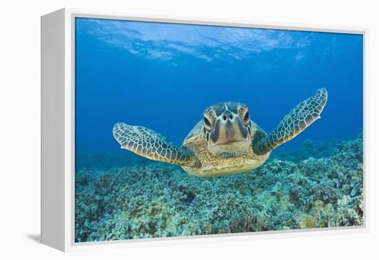 Green Turtle (Chelonia Mydas), Maui, Hawaii, USA-Reinhard Dirscherl-Framed Premier Image Canvas