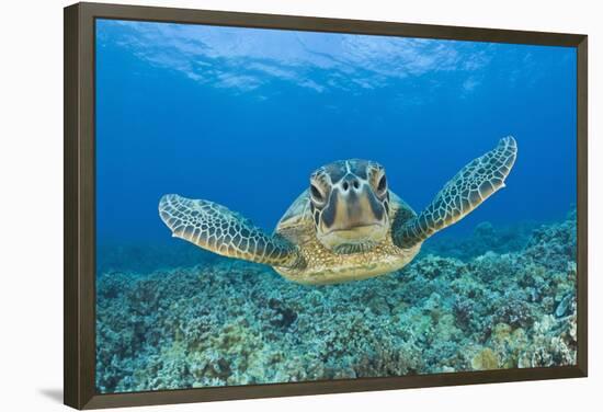 Green Turtle (Chelonia Mydas), Maui, Hawaii, USA-Reinhard Dirscherl-Framed Premier Image Canvas