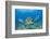 Green Turtle (Chelonia Mydas), Maui, Hawaii, USA-Reinhard Dirscherl-Framed Premium Photographic Print