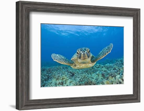 Green Turtle (Chelonia Mydas), Maui, Hawaii, USA-Reinhard Dirscherl-Framed Photographic Print