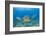 Green Turtle (Chelonia Mydas), Maui, Hawaii, USA-Reinhard Dirscherl-Framed Photographic Print