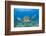 Green Turtle (Chelonia Mydas), Maui, Hawaii, USA-Reinhard Dirscherl-Framed Photographic Print