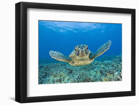 Green Turtle (Chelonia Mydas), Maui, Hawaii, USA-Reinhard Dirscherl-Framed Photographic Print