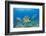 Green Turtle (Chelonia Mydas), Maui, Hawaii, USA-Reinhard Dirscherl-Framed Photographic Print