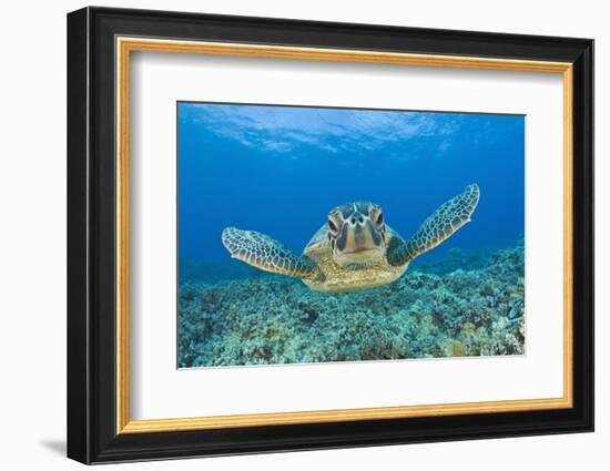 Green Turtle (Chelonia Mydas), Maui, Hawaii, USA-Reinhard Dirscherl-Framed Photographic Print