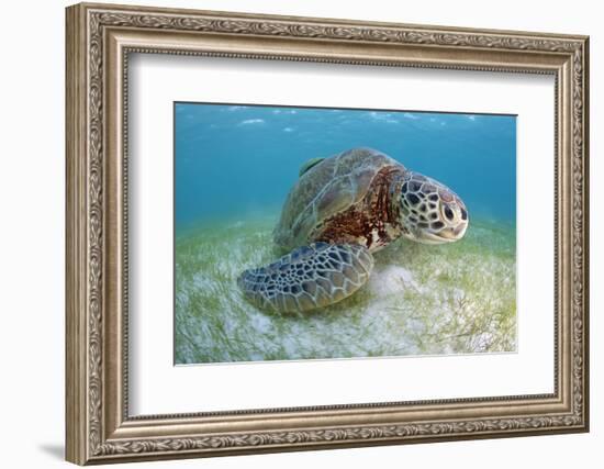 Green Turtle (Chelonia Mydas) over Sea Floor, Akumal, Caribbean Sea, Mexico, January-Claudio Contreras-Framed Photographic Print