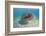 Green Turtle (Chelonia Mydas) over Sea Floor, Akumal, Caribbean Sea, Mexico, January-Claudio Contreras-Framed Photographic Print