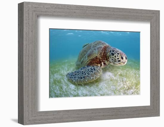 Green Turtle (Chelonia Mydas) over Sea Floor, Akumal, Caribbean Sea, Mexico, January-Claudio Contreras-Framed Photographic Print