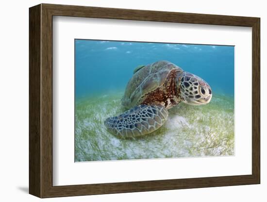 Green Turtle (Chelonia Mydas) over Sea Floor, Akumal, Caribbean Sea, Mexico, January-Claudio Contreras-Framed Photographic Print