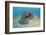 Green Turtle (Chelonia Mydas) over Sea Floor, Akumal, Caribbean Sea, Mexico, January-Claudio Contreras-Framed Photographic Print