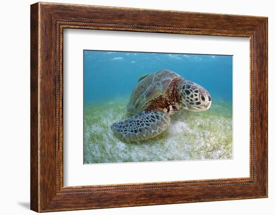 Green Turtle (Chelonia Mydas) over Sea Floor, Akumal, Caribbean Sea, Mexico, January-Claudio Contreras-Framed Photographic Print