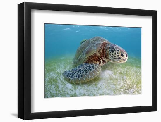 Green Turtle (Chelonia Mydas) over Sea Floor, Akumal, Caribbean Sea, Mexico, January-Claudio Contreras-Framed Photographic Print