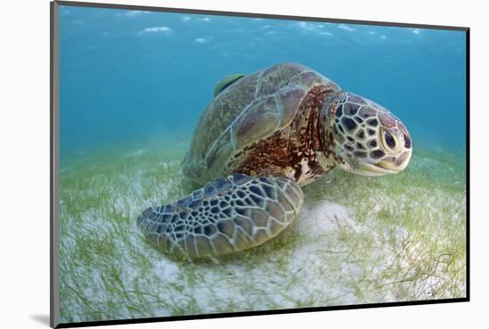 Green Turtle (Chelonia Mydas) over Sea Floor, Akumal, Caribbean Sea, Mexico, January-Claudio Contreras-Mounted Photographic Print