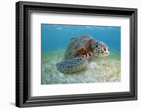 Green Turtle (Chelonia Mydas) over Sea Floor, Akumal, Caribbean Sea, Mexico, January-Claudio Contreras-Framed Photographic Print