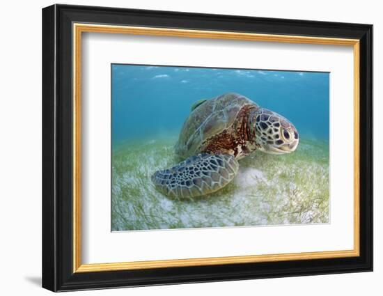 Green Turtle (Chelonia Mydas) over Sea Floor, Akumal, Caribbean Sea, Mexico, January-Claudio Contreras-Framed Photographic Print