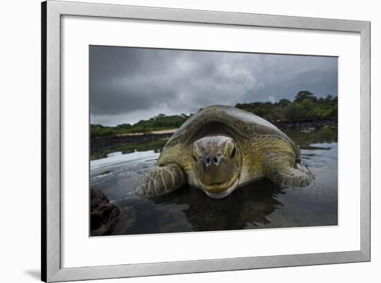 Green Turtle (Chelonia Mydas) Resting in the Shallows of the Coast, Bijagos Islands, Guinea Bissau-Pedro Narra-Framed Photographic Print