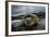 Green Turtle (Chelonia Mydas) Resting in the Shallows of the Coast, Bijagos Islands, Guinea Bissau-Pedro Narra-Framed Photographic Print