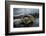 Green Turtle (Chelonia Mydas) Resting in the Shallows of the Coast, Bijagos Islands, Guinea Bissau-Pedro Narra-Framed Photographic Print