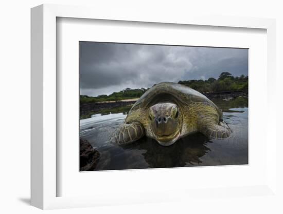 Green Turtle (Chelonia Mydas) Resting in the Shallows of the Coast, Bijagos Islands, Guinea Bissau-Pedro Narra-Framed Photographic Print