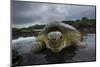 Green Turtle (Chelonia Mydas) Resting in the Shallows of the Coast, Bijagos Islands, Guinea Bissau-Pedro Narra-Mounted Photographic Print