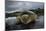 Green Turtle (Chelonia Mydas) Resting in the Shallows of the Coast, Bijagos Islands, Guinea Bissau-Pedro Narra-Mounted Photographic Print