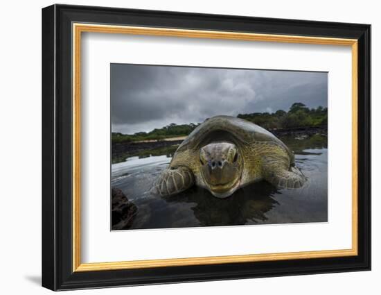 Green Turtle (Chelonia Mydas) Resting in the Shallows of the Coast, Bijagos Islands, Guinea Bissau-Pedro Narra-Framed Photographic Print