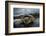 Green Turtle (Chelonia Mydas) Resting in the Shallows of the Coast, Bijagos Islands, Guinea Bissau-Pedro Narra-Framed Photographic Print