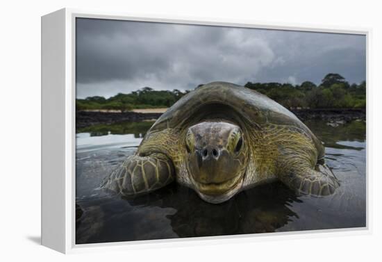 Green Turtle (Chelonia Mydas) Returning to Sea, Bissagos Islands, Guinea Bissau-Pedro Narra-Framed Premier Image Canvas