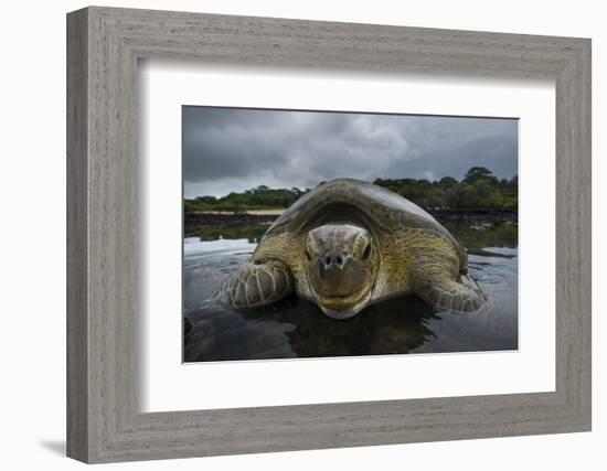 Green Turtle (Chelonia Mydas) Returning to Sea, Bissagos Islands, Guinea Bissau-Pedro Narra-Framed Photographic Print