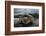 Green Turtle (Chelonia Mydas) Returning to Sea, Bissagos Islands, Guinea Bissau-Pedro Narra-Framed Photographic Print