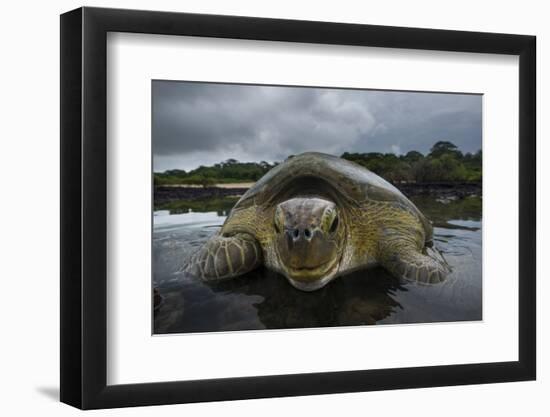 Green Turtle (Chelonia Mydas) Returning to Sea, Bissagos Islands, Guinea Bissau-Pedro Narra-Framed Photographic Print